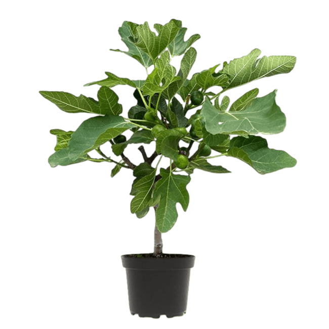 Ficus Carica Feigenbaum S