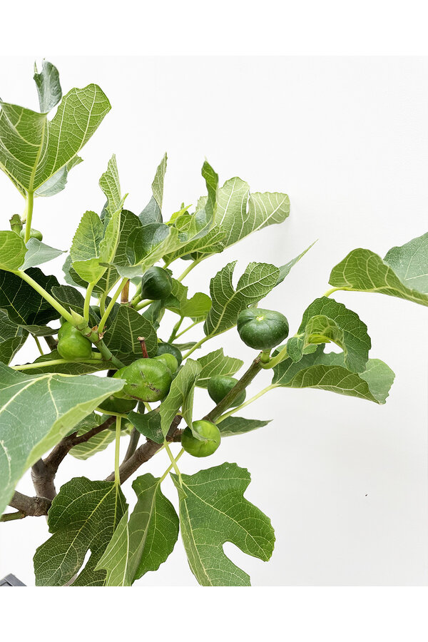 Ficus Carica Feigenbaum S