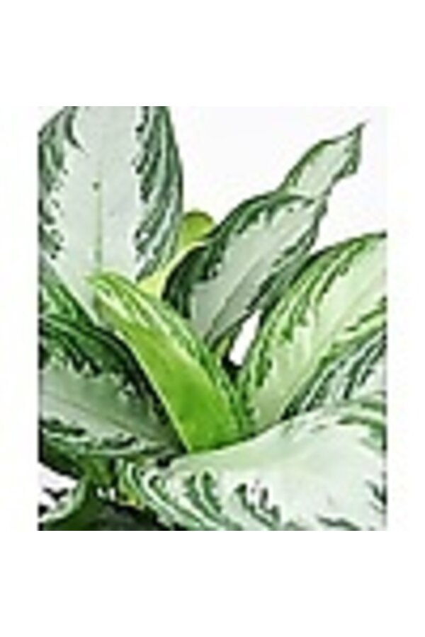 Wasserpflanze Aglaonema Silver Queen