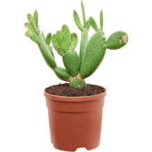 Opuntia