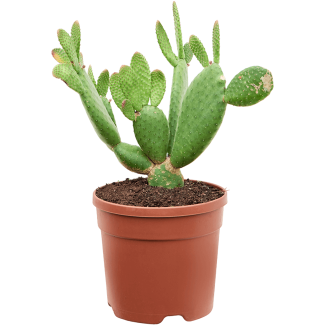 Opuntia microdasys 'Rufida'