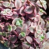 Rote Hängepflanze Crassula