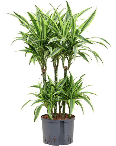 Wasserpflanze Dracaena