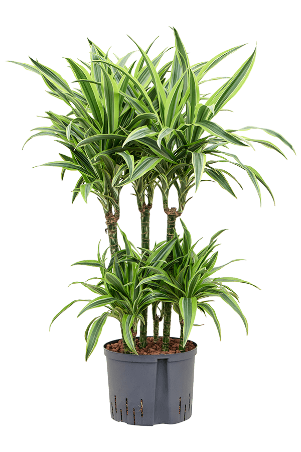 Wasserpflanze Dracaena Fragrans Zitrone-Limette