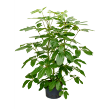 Wasserkraftwerk Schefflera