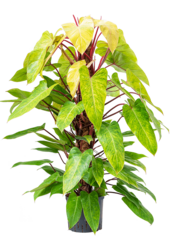 Wasserpflanze Philodendron Painted Lady