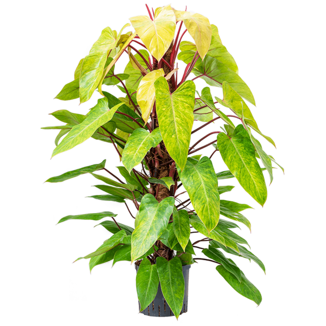 Wasserpflanze Philodendron Painted Lady