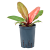 Hydroplant Philodendron Prinz von Orange