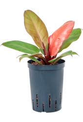 Hydroplant Philodendron Prinz von Orange