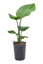 Wasserkraftwerk Strelitzia Nicolai