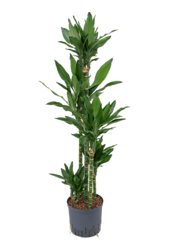 Wasserpflanze Dracaena Fragrans Janet Lind