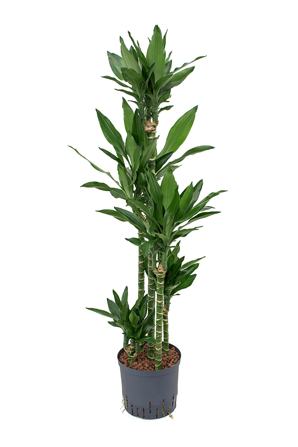Wasserpflanze Dracaena Fragrans Janet Lind