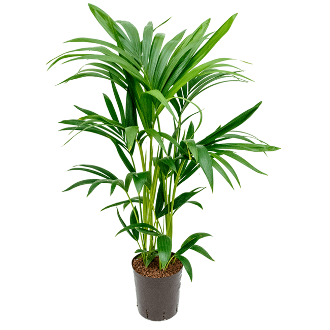 Wasserpflanze Kentia (Howea) Forsteriana