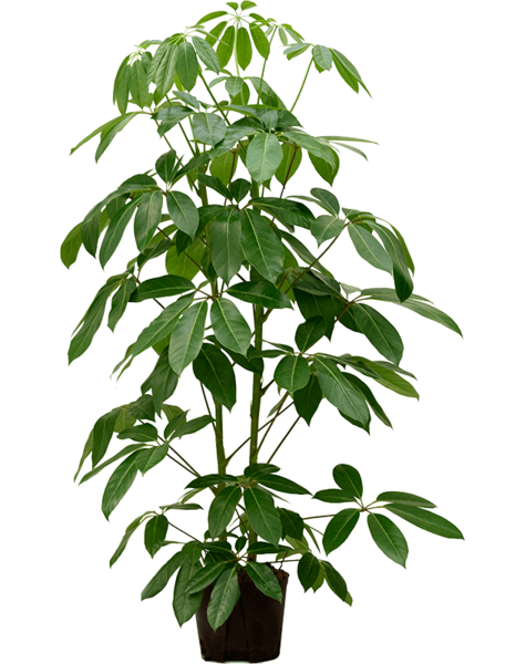 Wasserkraftwerk Schefflera