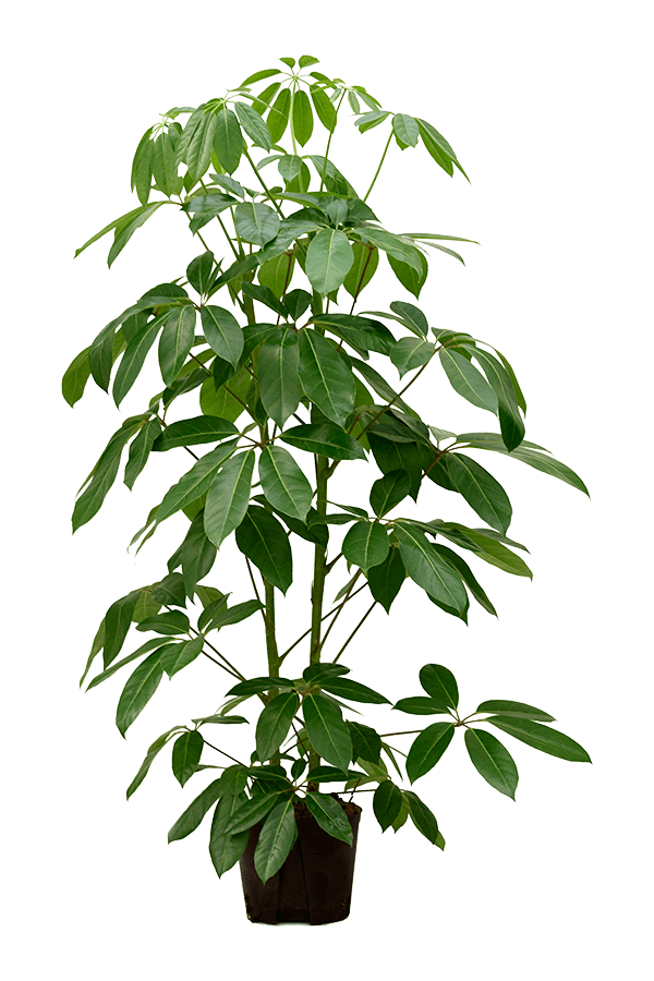 Wasserpflanze Schefflera Actinophylla Amate