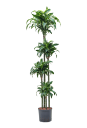Wasserpflanze Dracaena Fragrans Dorado