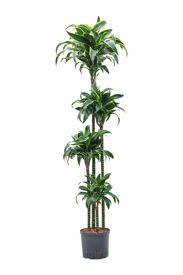 Wasserpflanze Dracaena Fragrans Dorado