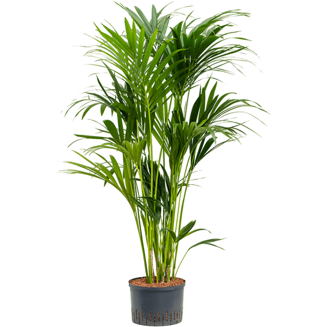 Wasserpflanze Kentia (Howea) Forsteriana