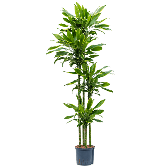 Wasserpflanze Dracaena Fragrans Golden Coast