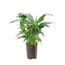 Wasserpflanze Spathiphyllum