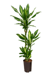 Wasserpflanze Dracaena Fragrans Cintho