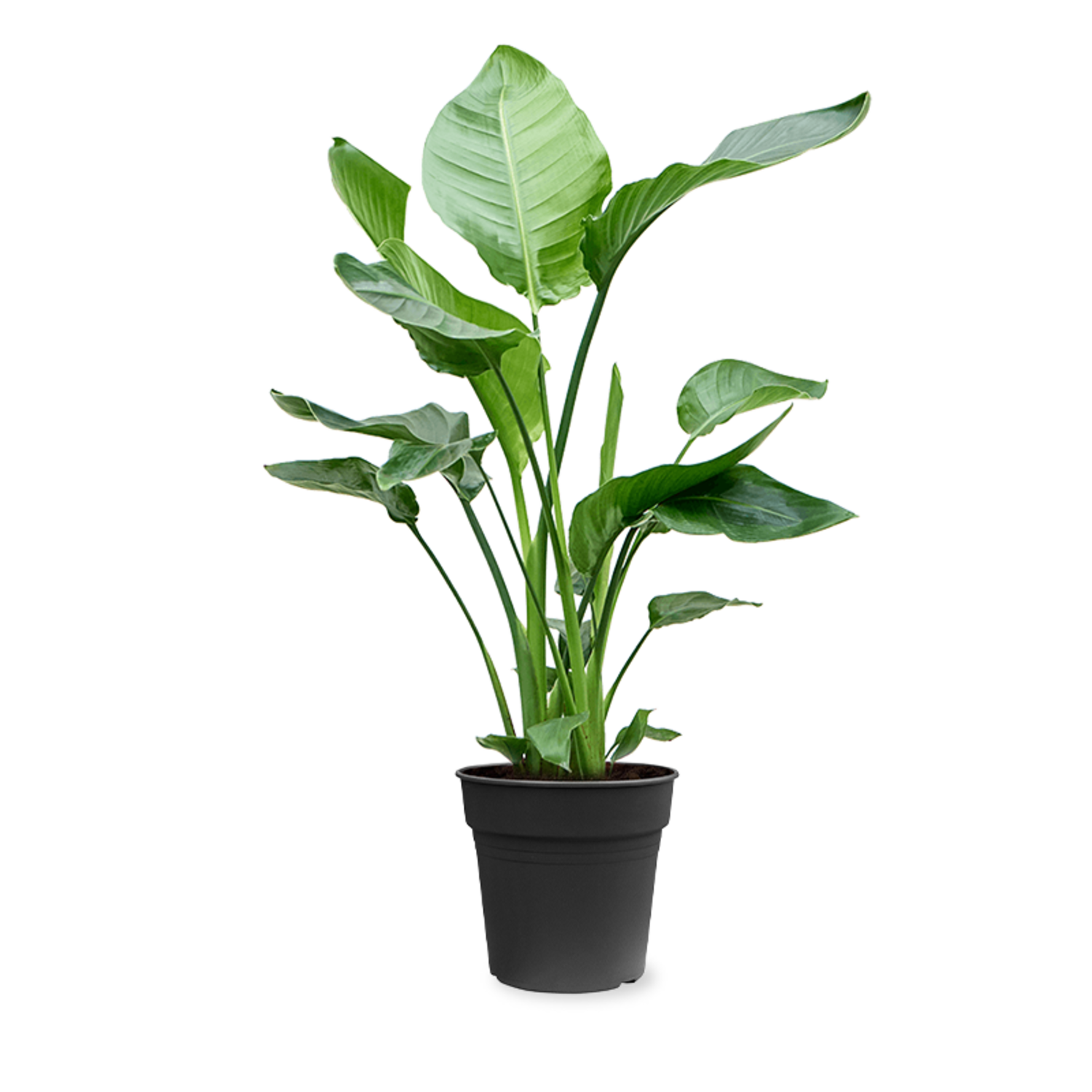 Mchten Sie Ihre Strelitzia Nicolai kaufen? - www.fleurdirect.com