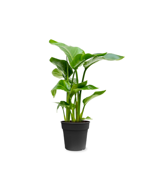 Strelitzia