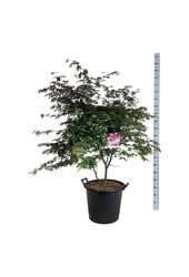 Ahorn Acer Atropurpureum