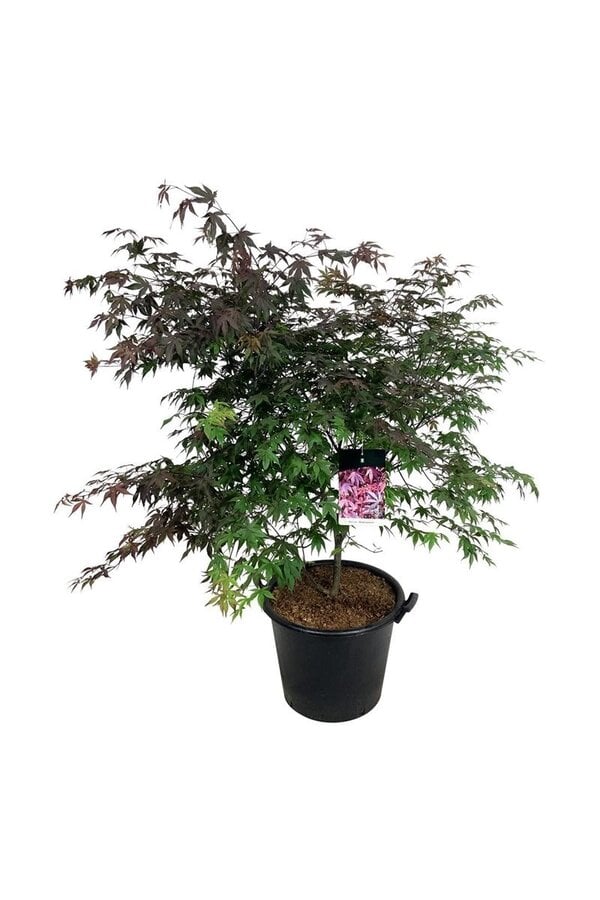 Ahorn Acer Atropurpureum