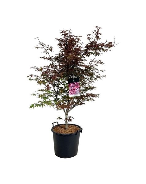 Acer