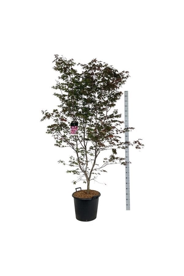 Ahorn Acer Atropurpureum