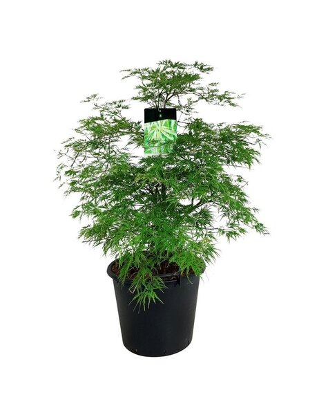 Acer