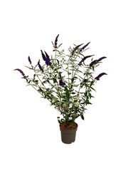 Schmetterlingsstrauch Buddleja Empire Blue
