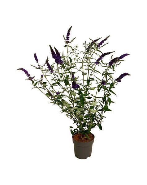 Buddleja