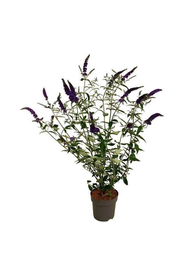 Schmetterlingsstrauch Buddleja Empire Blue