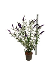 Schmetterlingsstrauch Buddleja Empire Blue