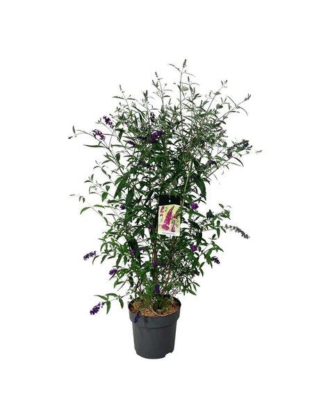 Buddleja