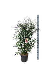 Schmetterlingsstrauch Buddleja Royal Red