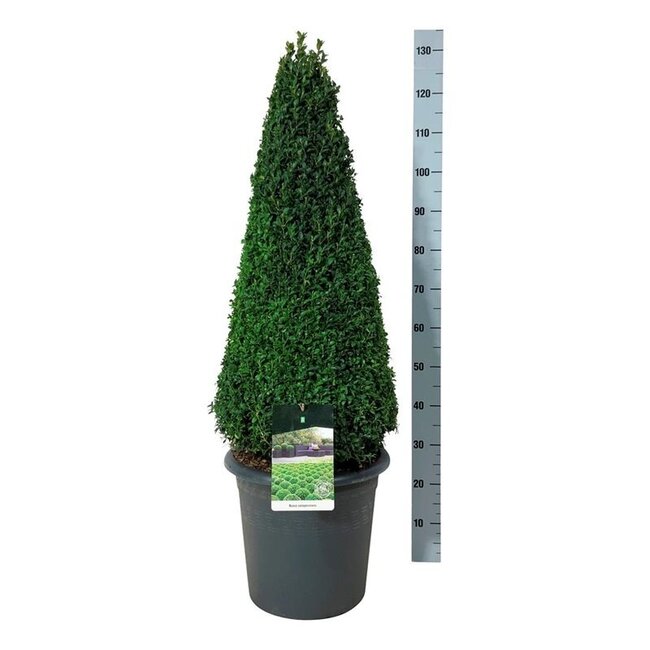 Buxus sempervirens