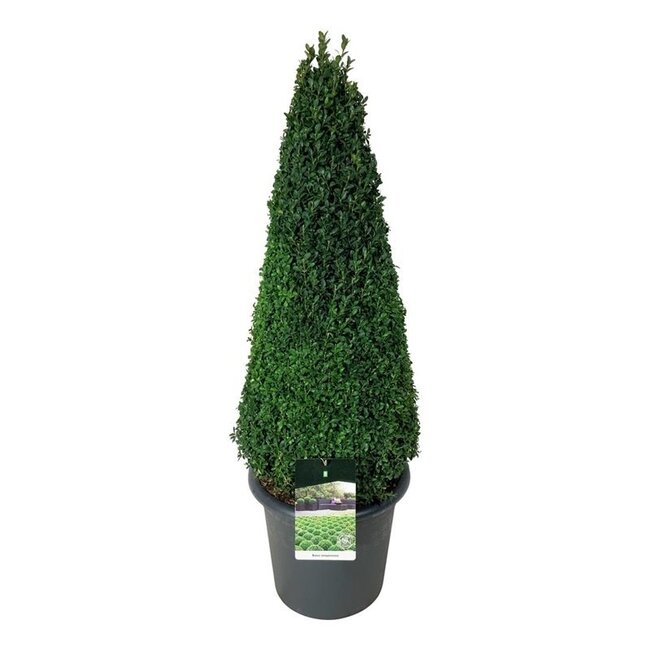 Buxus sempervirens