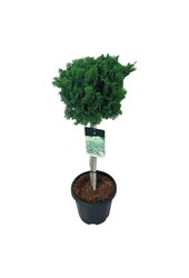 Chamaecyparis Nana Gracilis