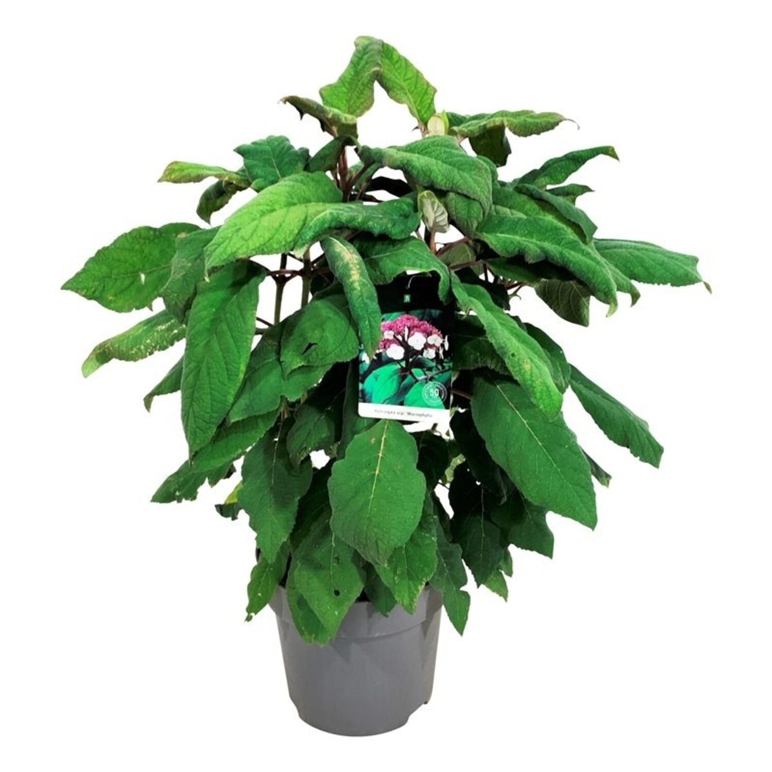 Hortensie Hydrangea Macrophylla | Schnelle Lieferung | Fleurdirect -  www.fleurdirect.com