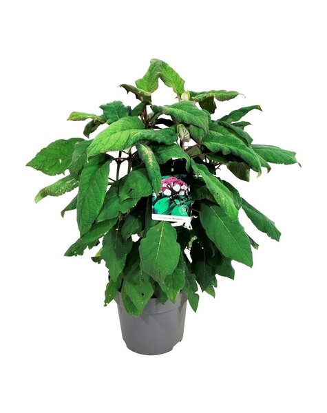 Hortensie