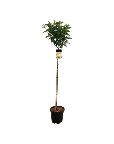 Hortensie