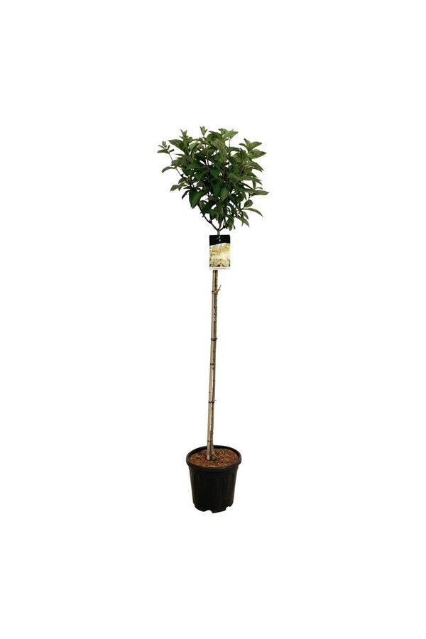 Hortensie Hortensie Kerzenlicht