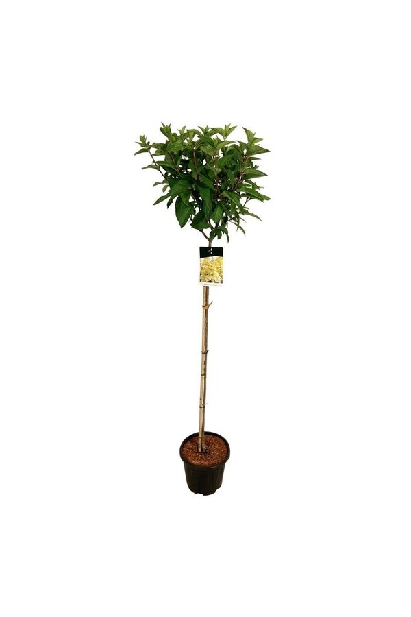 Hortensie Hortensie Kerzenlicht