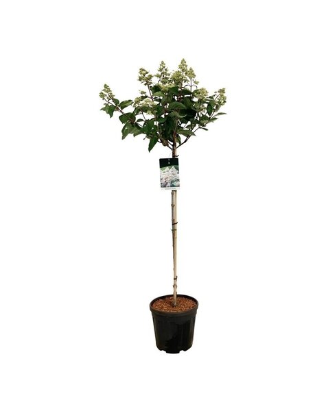 Hortensie
