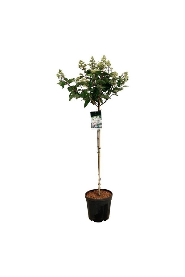 Hortensie Hortensie Early Harry