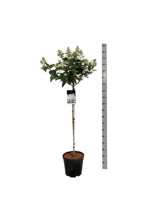 Hortensie Hortensie Early Harry