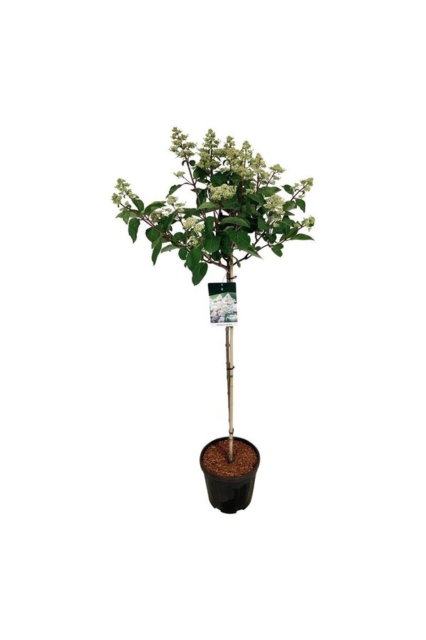 Hortensie Hortensie Early Harry